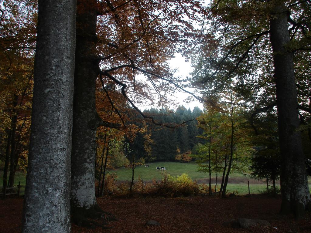 Tilly'S B&B And Apartment House Le Hohwald Buitenkant foto